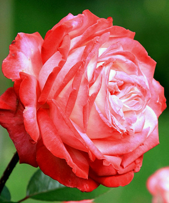 Роза чайно-гибридная Диз