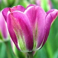 Тюльпан Nightrinder
