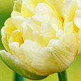 Тюльпан Махровый Monte Sweet