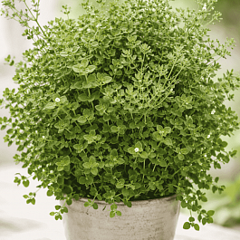 Эвкалипт Ганна Silver Tropfen