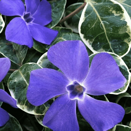 Барвинок малый Ralph Shugert