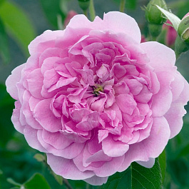 Роза английская парковая Харлоу Карр