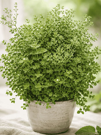 Эвкалипт Ганна Silver Tropfen