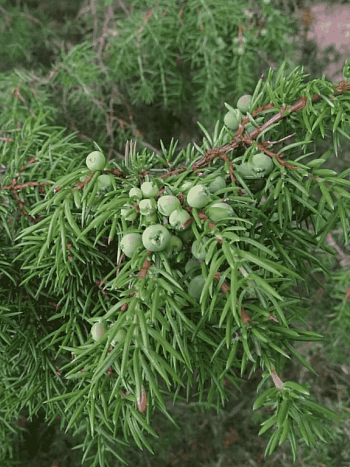 Можжевельник обыкновенный Jako