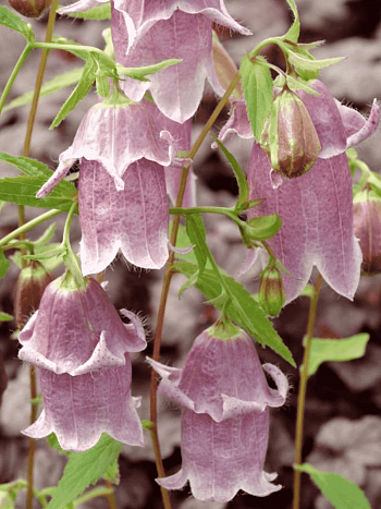 Колокольчик точечный Pantaloons