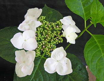 Гортензия крупнолистная Lanarth White