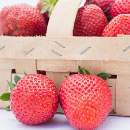 Земляника садовая Фейт