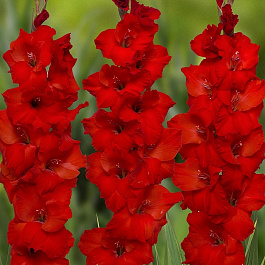 Гладиолус крупноцветковый Костелло