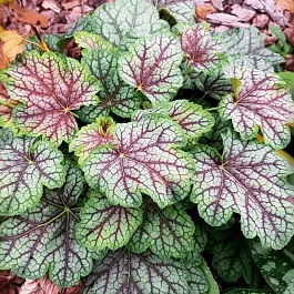 Гейхера Marvelous Marble Silver