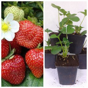 Земляника садовая Кент НАБОР 5ШТ