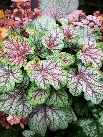 Гейхера Marvelous Marble Silver