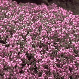 Тимьян ранний Hall"s Variety Rosa