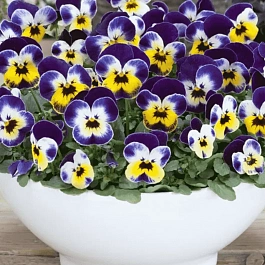 Виола рогатая Admire Jolly Face