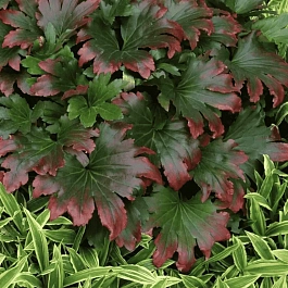 Мукдения росси Karasuba