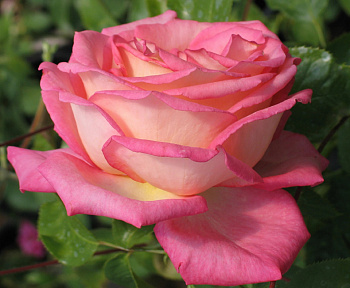 Роза чайно-гибридная Рина Херхолдт