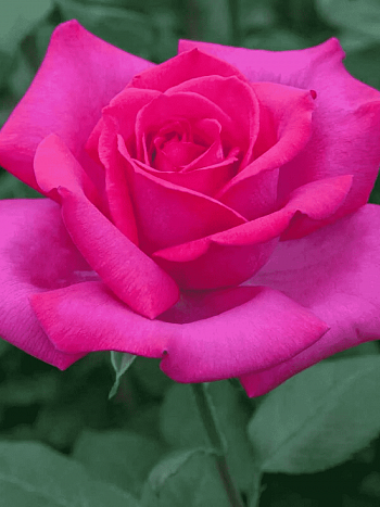 Роза Чайно-гибридная Velasquez