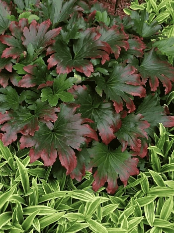 Мукдения росси Karasuba