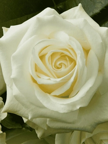 Роза чайно-гибридная Avalanche