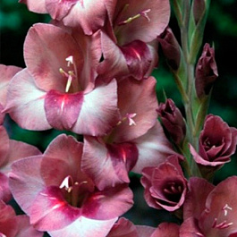 Гладиолус Бамбино Турин