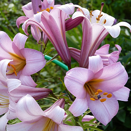 Лилия трубчатая Пинк Планет
