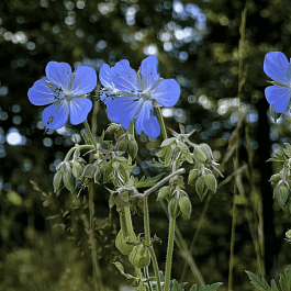 Герань луговая