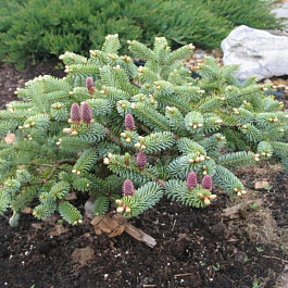 Пихта корейская Блю Эмперор