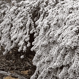 Астра вересковая Snow Flurry