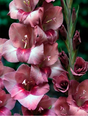 Гладиолус Бамбино Турин