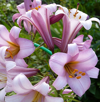 Лилия трубчатая Пинк Планет