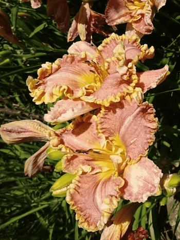 Лилейник Darla Anita