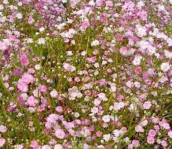 Гипсофила (Качим) метельчатая Rosea
