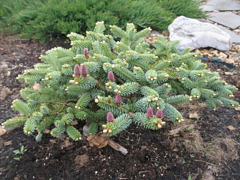 Пихта корейская Блю Эмперор