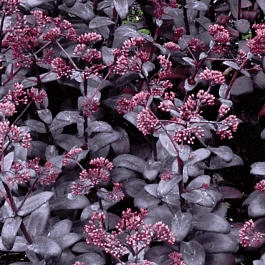 Очиток телефиум  Desert Black