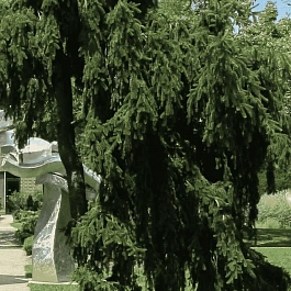 Ель обыкновенная Pendula Major