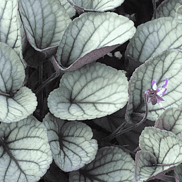 Виола уолтера Silver Gem