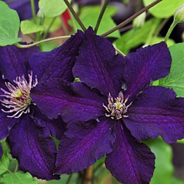 Клематис крупноцветковый Распутин