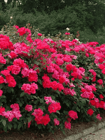 Роза парковая Nahim Black