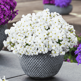 Аубриета Florado White