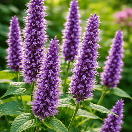 Агастахис Black Adder