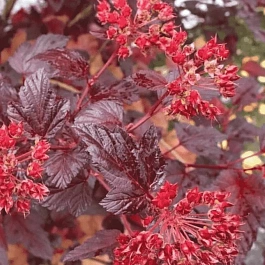 Пузыреплодник калинолистный Schuch