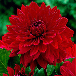 Георгина Декоративная Гарден Уандер