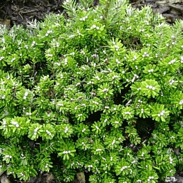 Пихта корейская Pinocchio