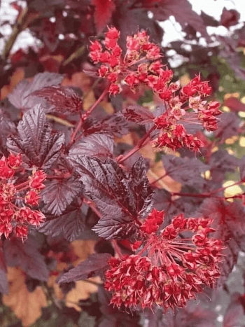 Пузыреплодник калинолистный Schuch