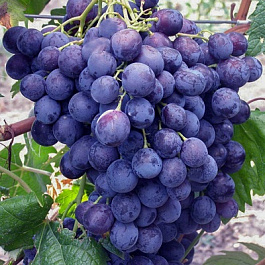 Виноград плодовый Фараон