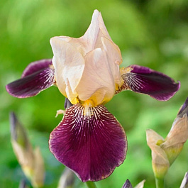 Ирис бородатый Салоник