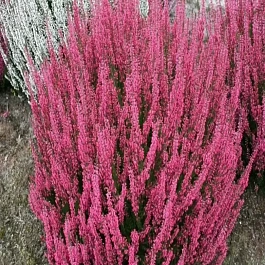 Вереск обыкновенный Aphrodite