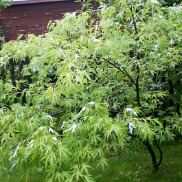 Клен сахаристый Клен сахаристый