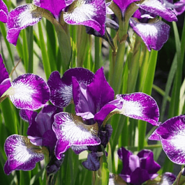 Ирис сибирский Currier