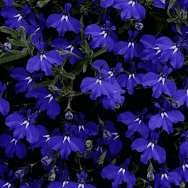 Лобелия ампельная Regatta F1 Marine Blue