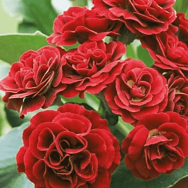 Примула ушковая Pegasus